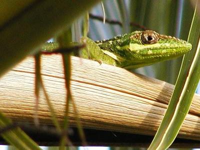 Knight Anole