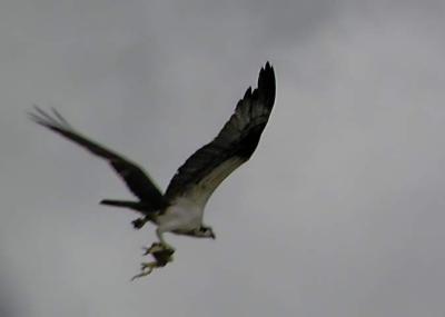 v3/94/575794/3/50372494.webFlyAwayPA069181_filtered.jpg