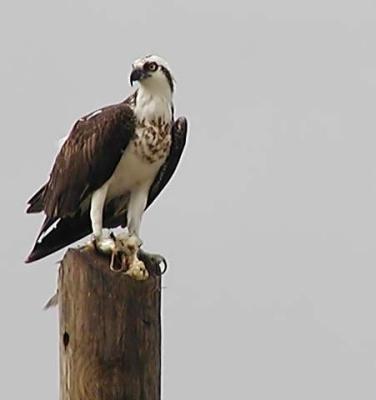 v3/94/575794/3/50611242.Osprey_PA069162_filtered.jpg