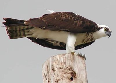 v3/94/575794/3/50611248.Osprey_PA069170_filtered.jpg
