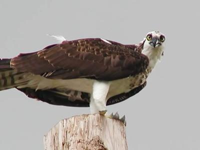 v3/94/575794/3/50611249.Osprey_PA069172_filtered.jpg