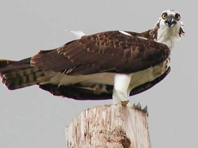 v3/94/575794/3/50611254.Osprey_PA069174_filtered.jpg