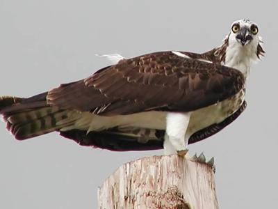 v3/94/575794/3/50611257.Osprey_PA069175_filtered.jpg