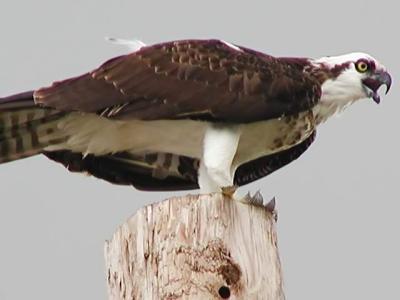 v3/94/575794/3/50611260.Osprey_PA069176_filtered.jpg