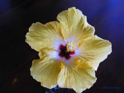 Yellow Hibiscus