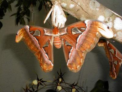 Atlas Moth (atlas attacus)