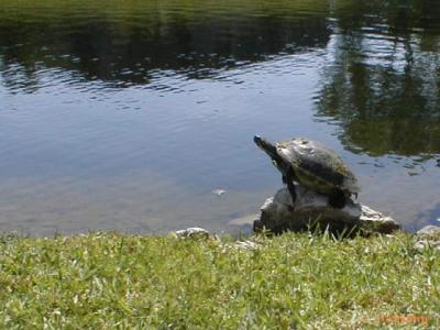 v3/94/575794/3/51042127.webdwpCooter_8x6.jpg