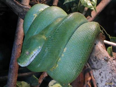 v3/94/575794/3/51042149.webdwpGreenTreeBoa_8x6.jpg
