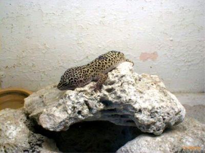 webdwpLeopardGecko_8x6.jpg