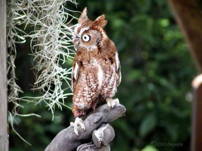 webdwpScreech_Owl8x6.jpg