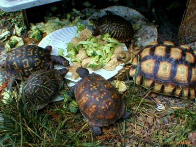 Tortoises and Box Turtles