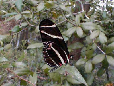 webdwpbutterfly_8x6.jpg