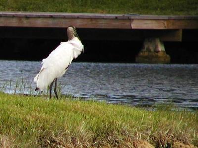 v3/94/575794/3/51185188.stork_PA239271.jpg