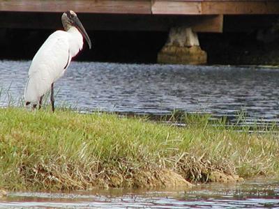 v3/94/575794/3/51185190.stork_PA239273.jpg