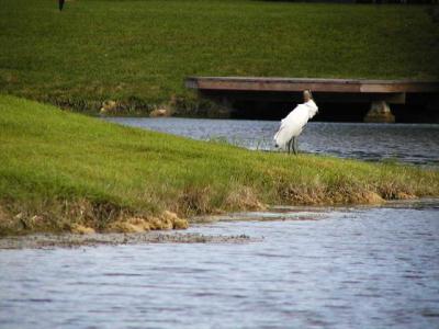 woodstork