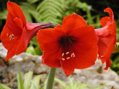 Amaryllis