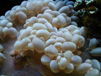 Bubble Coral (Plerogyra sp.)