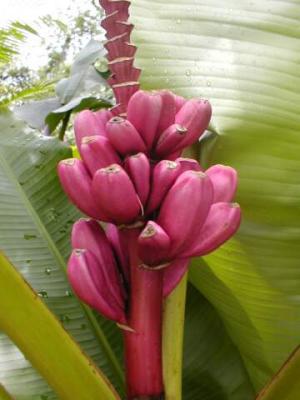 Pink Bananas (Musa velutina)