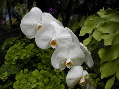 Orchids (Phalaenopsis)