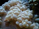 Bubble Coral (Plerogyra sp.)