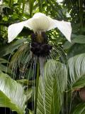 White Bat Flower (Tacca integrifolia)