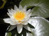 Water Lily