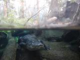 Alligator!