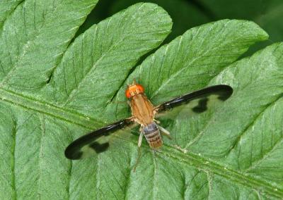 Pictured Wing Fly7045.jpg