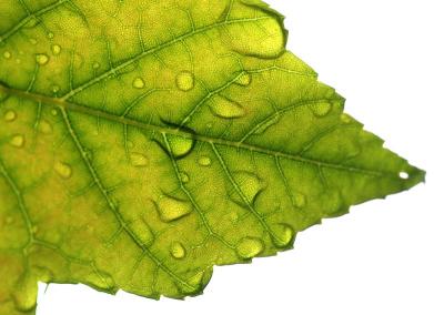 Leaf Drops 6929.jpg
