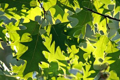 Oak Leaves 8142.jpg