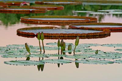 Water Lillies 9135.jpg