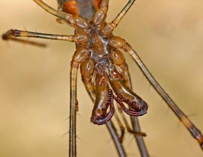 Tetragnathid Spider Closeup 