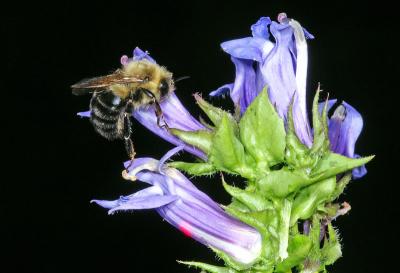 Sleeping Bee.jpg