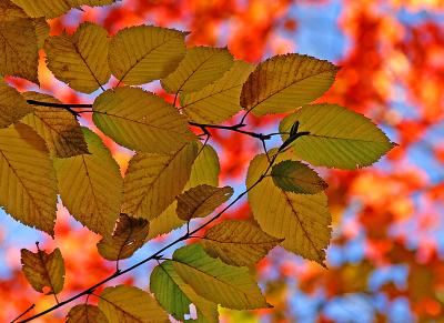 Yellow Birch Sugar Maple9985.jpg