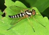 Robber Fly 7054.jpg