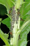 Ants Tending Aphids7060.jpg