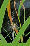 Argiope8647.jpg