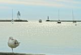 Grand Marais Gull 9821.jpg