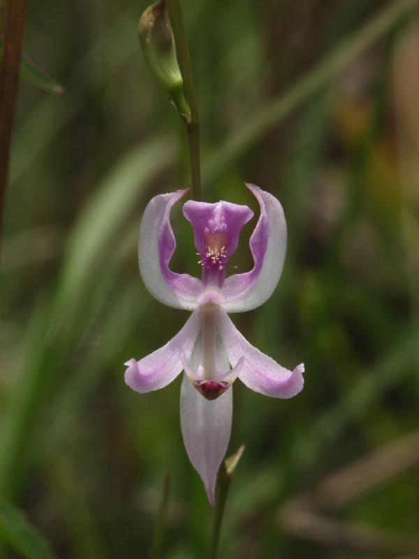 Calopogon pallidus