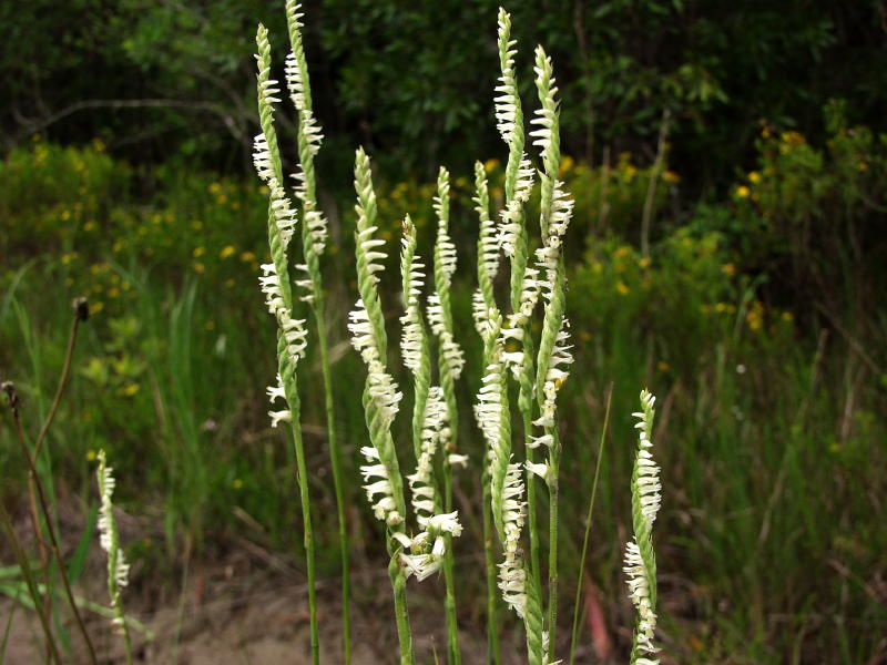 Spiranthes laciniata group 2