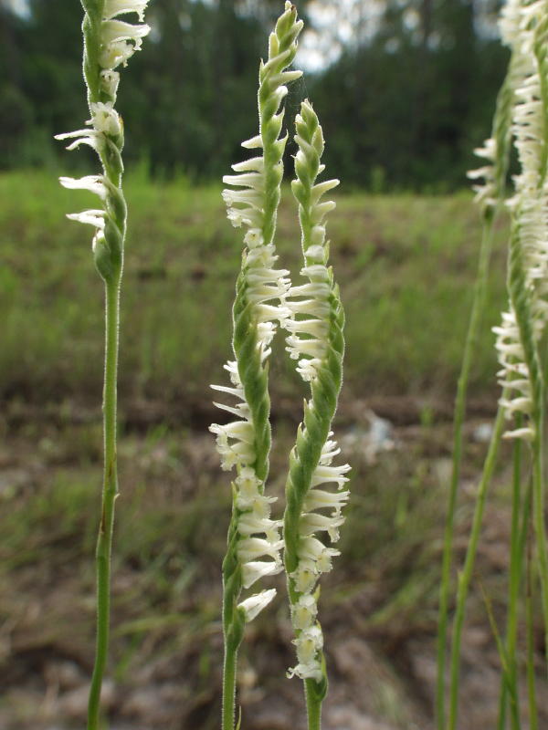 Spiranthes laciniata group 3