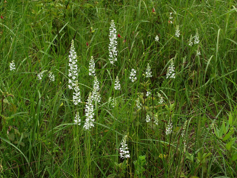 Gymnadeniopsis nivea group