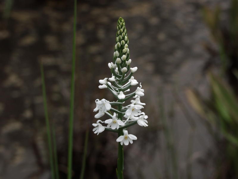 Gymnadeniopsis nivea