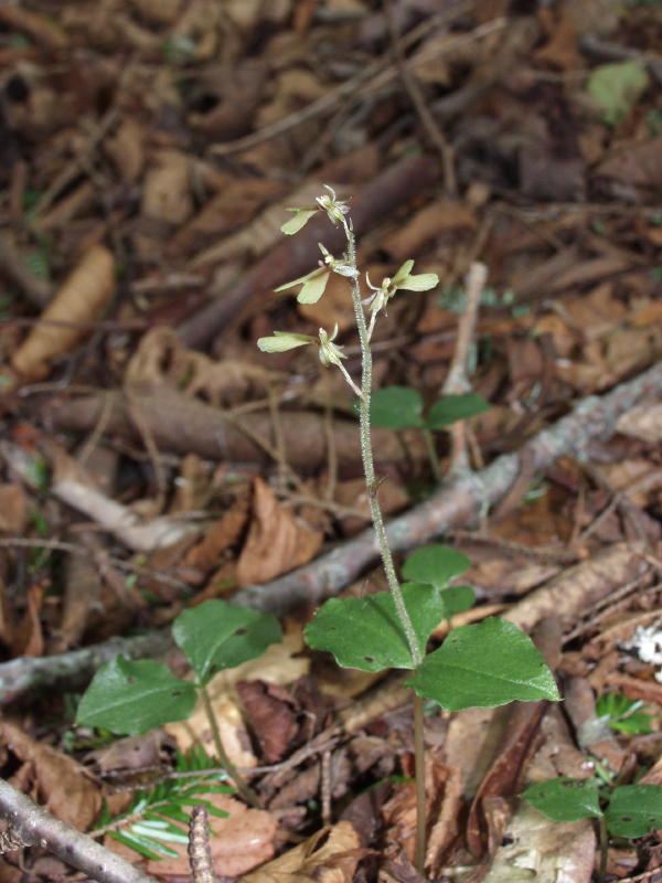 Listera smallii - Price Lake, NC (BRP)