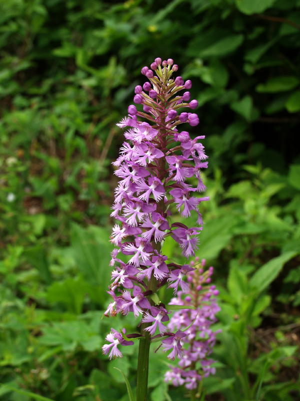 Platanthera psycodes