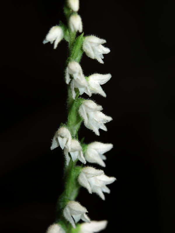 Goodyera repens - Woodridge Bog