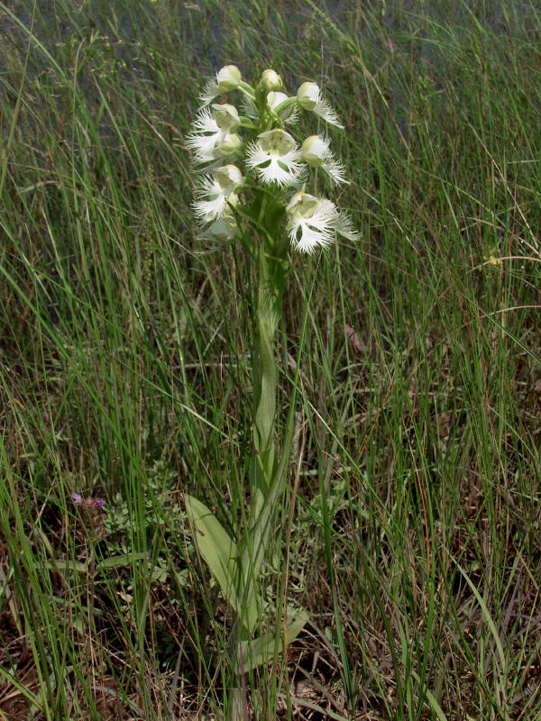Platanthera praeclara - Tall Grass Prairie
