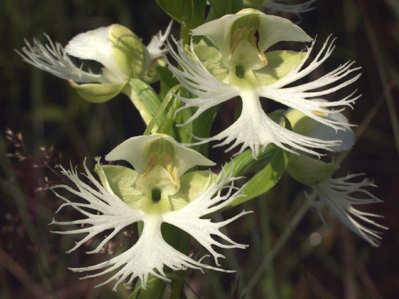 Platanthera praeclara - Tall Grass Prairie