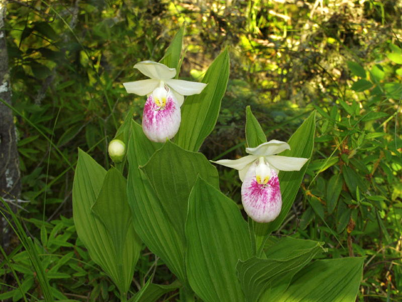 Cypripedium reginae with bud