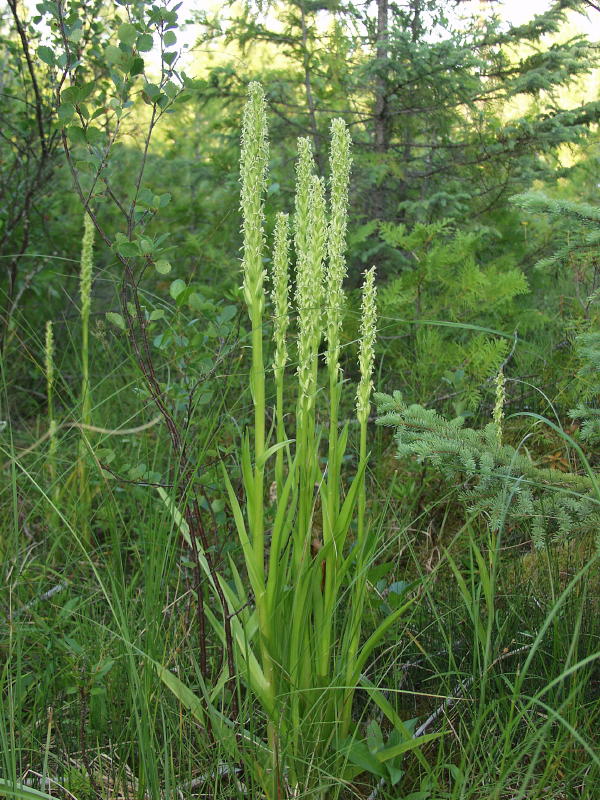 Platanthera huronensis group - very vigorous plants about 3 tall